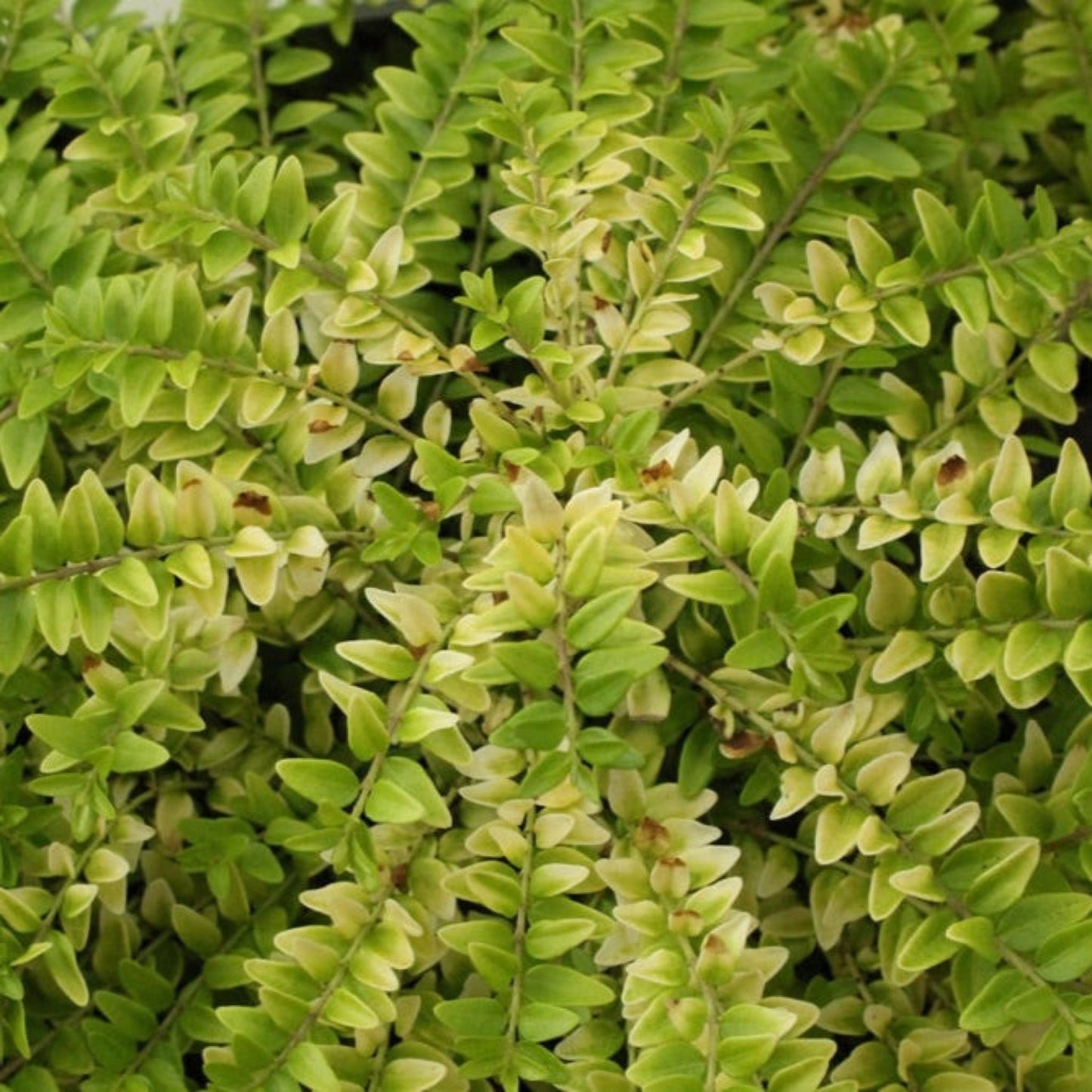 Thunderbolt Box Honeysuckle plant with dense, small oval lime-green leaves on woody stems on Tampa Home & Garden Store