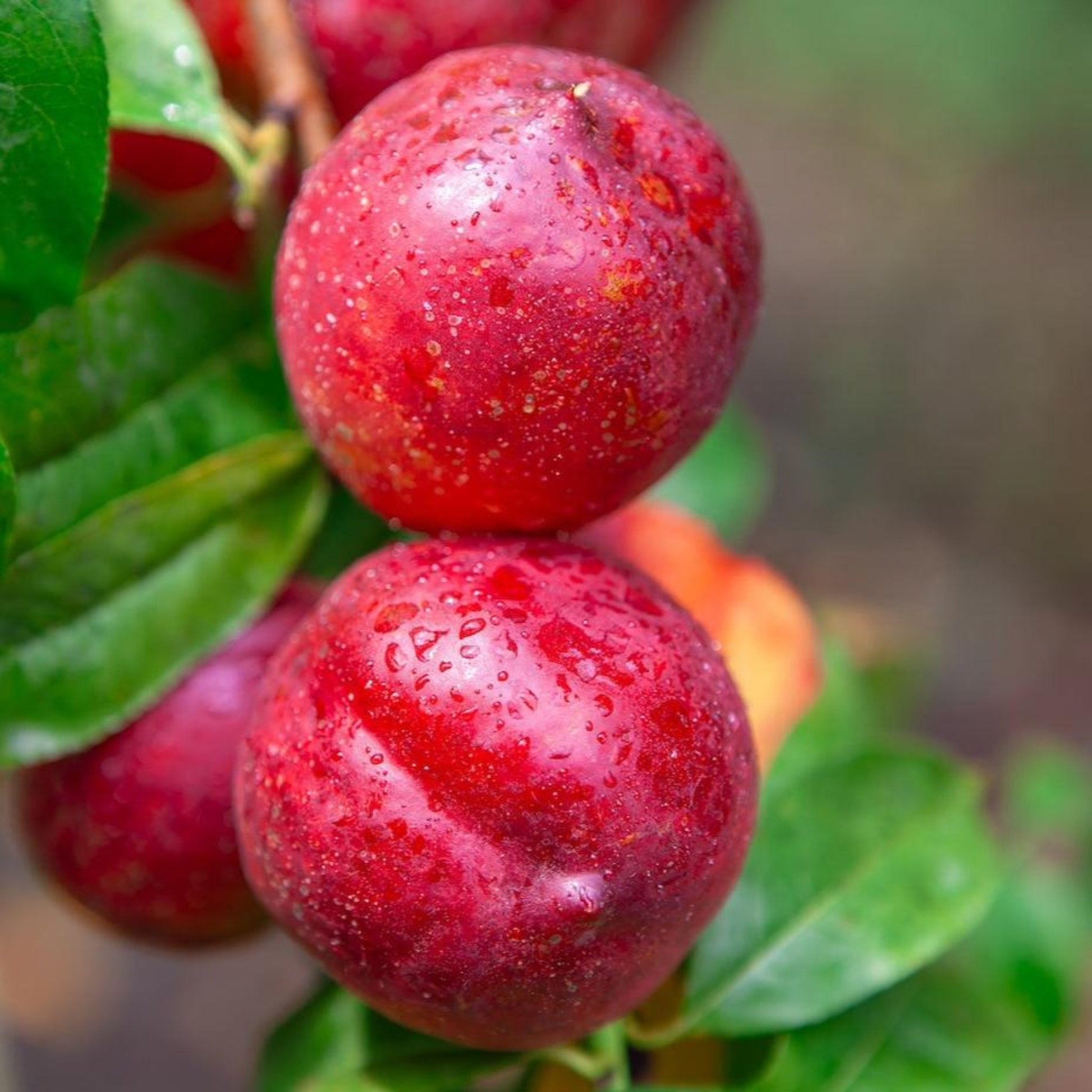 Flavortop Nectarine Tree fruit closeup with ripe red nectarines and green leaves on plant on Tampa Home & Garden Store