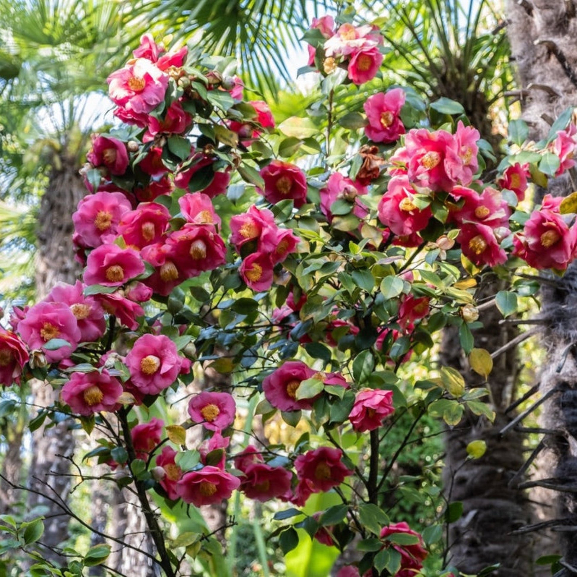 R.L. Wheeler Camellia plant pink blossoms on green leaves Live Good Logistics indoor outdoor plant on Tampa Home & Garden Store
