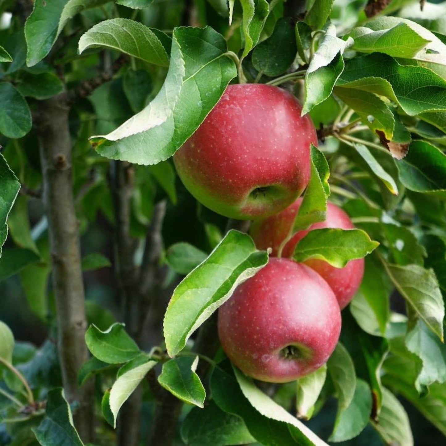 Tasty Red Apple Tree plant with red apples on green leaves on Tampa Home & Garden Store
