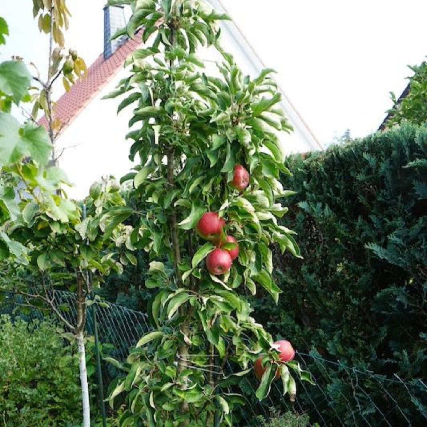 Tasty Red Apple Tree plant by Live Good Logistics with ripe red apples on Tampa Home & Garden Store