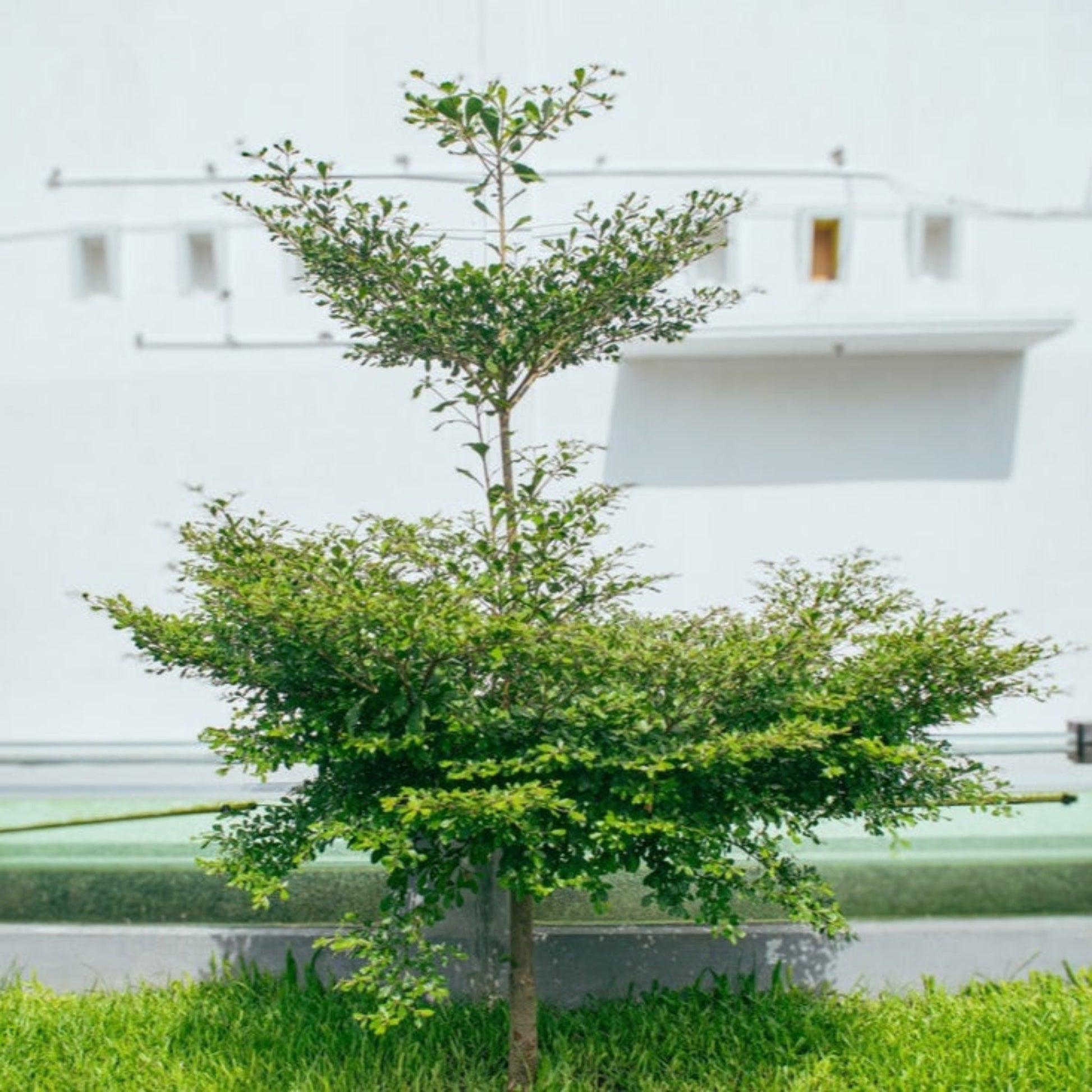 Black Olive Tree plant with dense green foliage in an outdoor setting on Tampa Home & Garden Store