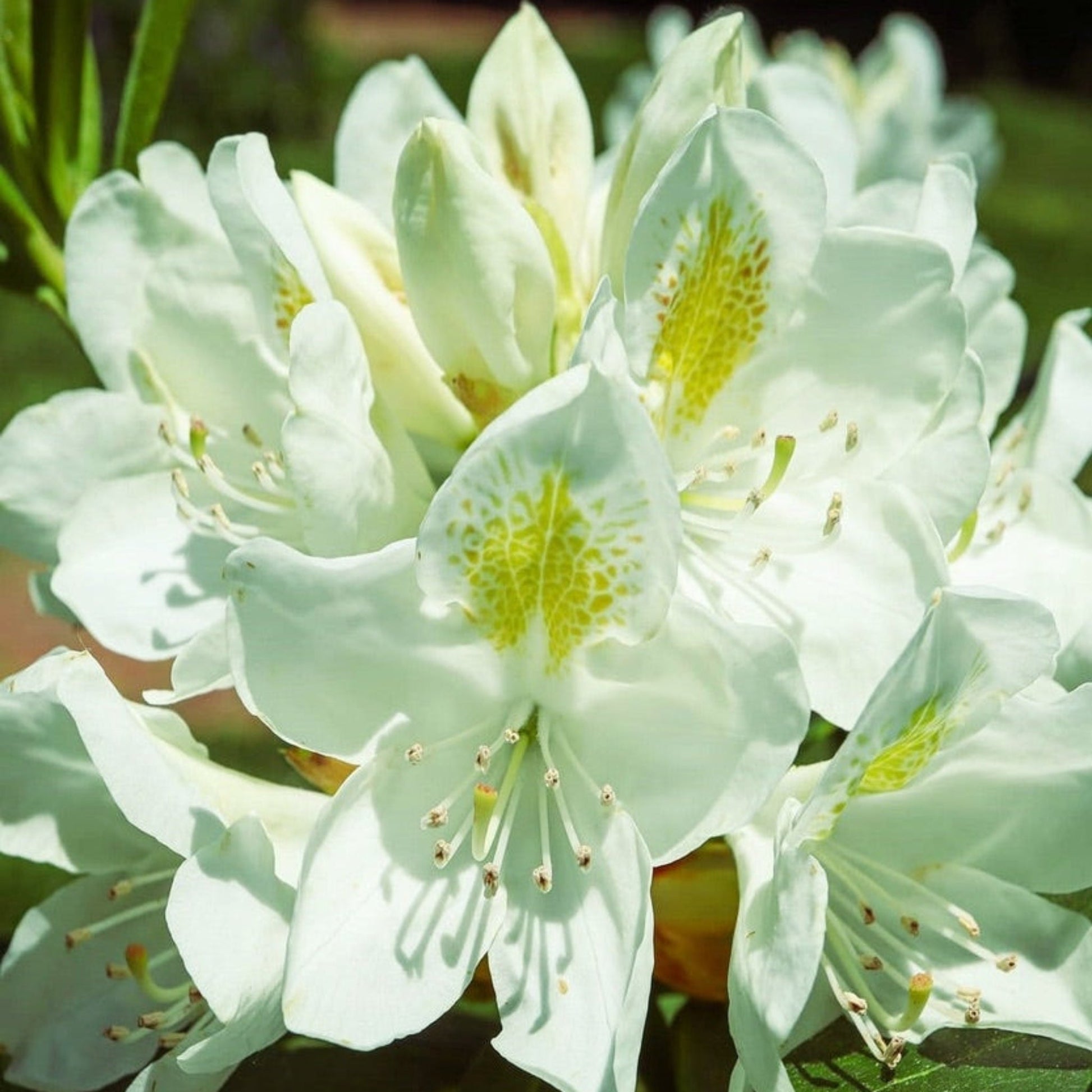Chionoides Rhododendron plant with white petals and yellow-speckled throat outdoor plant on Tampa Home & Garden Store