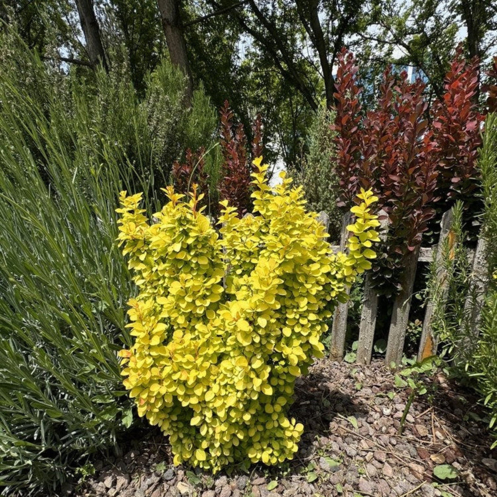 Golden Barberry shrubs with bright yellow foliage, outdoor plant by Live Good Logistics on Tampa Home & Garden Store