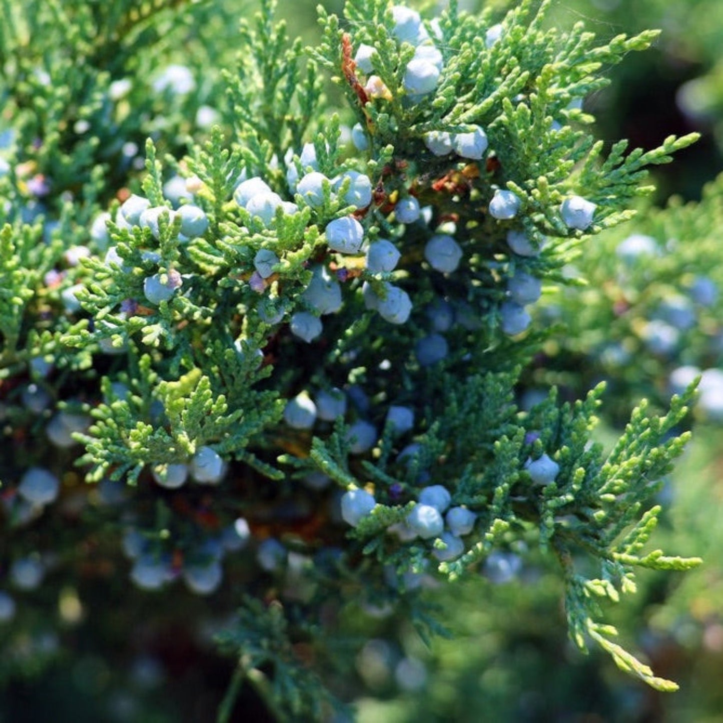 Brodie Eastern Red Cedar plant with bluish berries on dense green evergreen foliage on Tampa Home & Garden Store
