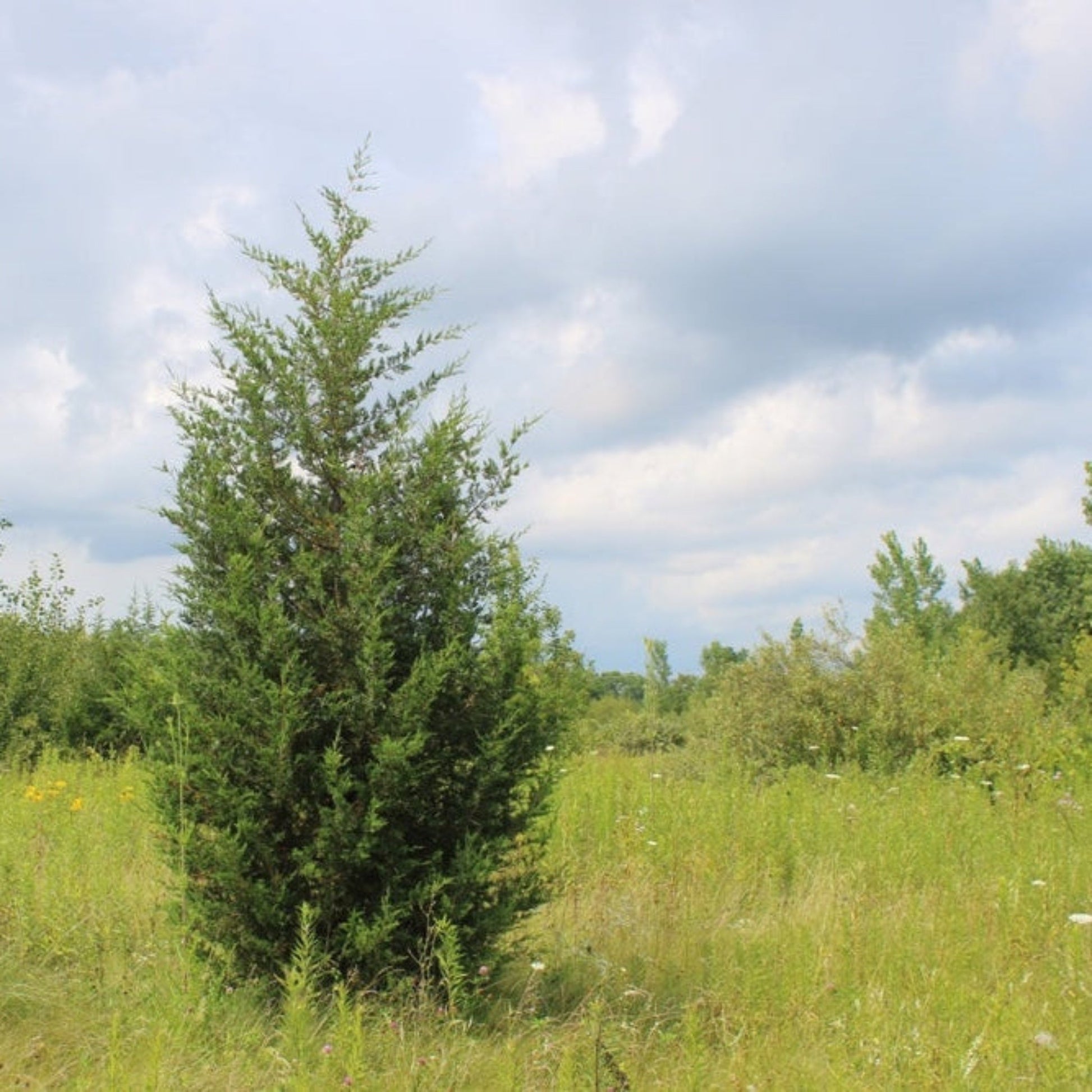 Brodie Eastern Red Cedar plant, green evergreen outdoor plant, Live Good Logistics, on Tampa Home & Garden Store