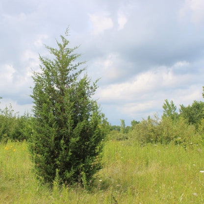 Brodie Eastern Red Cedar plant, green evergreen outdoor plant, Live Good Logistics, on Tampa Home & Garden Store