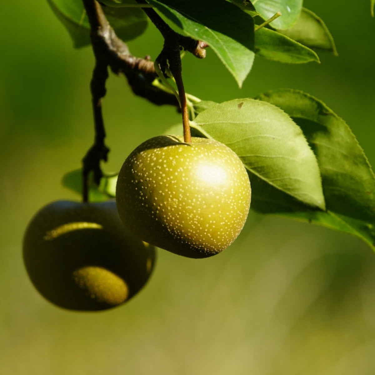 Hosui Asian Pear Tree plant with speckled yellow pears on leafy branch on Tampa Home & Garden Store