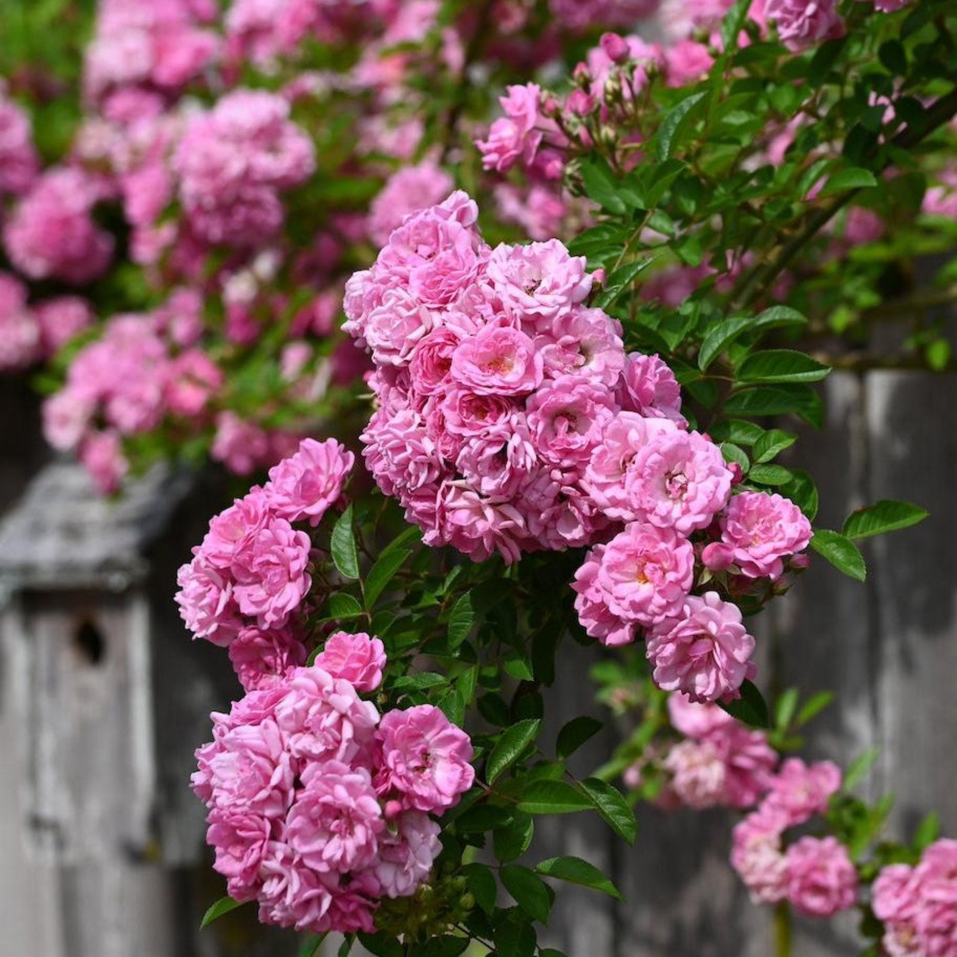Peggy Martin Climbing Rose plant with pink double blooms on a green vine on Tampa Home & Garden Store
