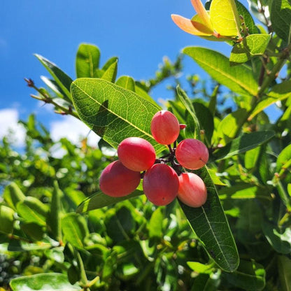 Miracle Fruit plant with pink berries on glossy green leaves under blue sky on Tampa Home & Garden Store