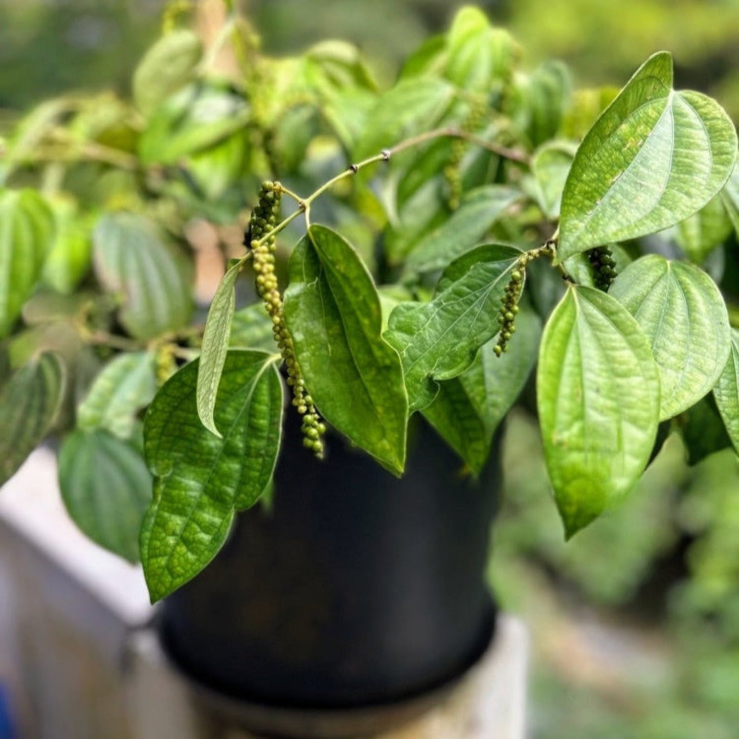 Black Pepper Plant with green peppercorn clusters, Live Good Logistics indoor/outdoor plant on Tampa Home & Garden Store