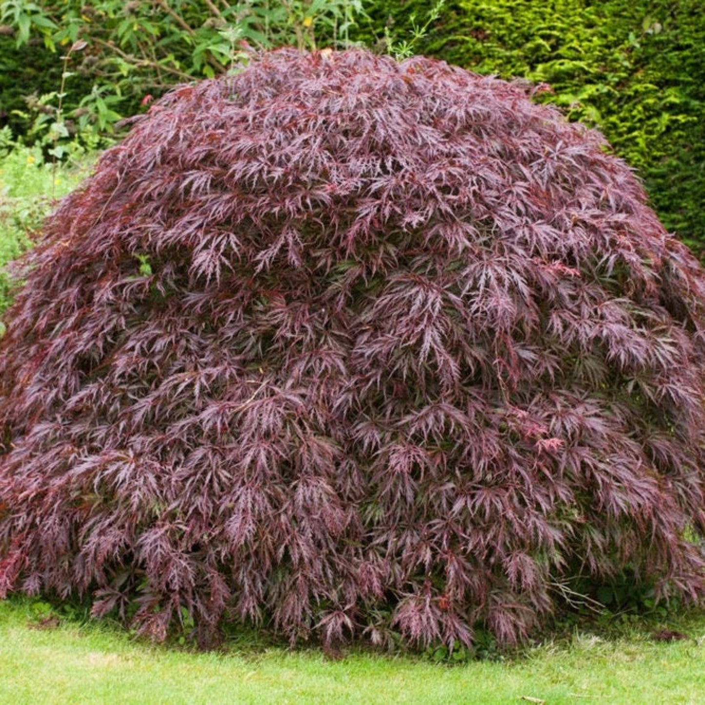Tamukeyama Japanese Maple plant, purple-red feathery leaves forming a dense mound in a garden on Tampa Home & Garden Store