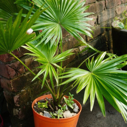 Chinese Fan Palm plant in a terracotta pot with bright green fan-shaped leaves on Tampa Home & Garden Store