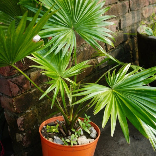 Chinese Fan Palm plant in a terracotta pot with bright green fan-shaped leaves on Tampa Home & Garden Store
