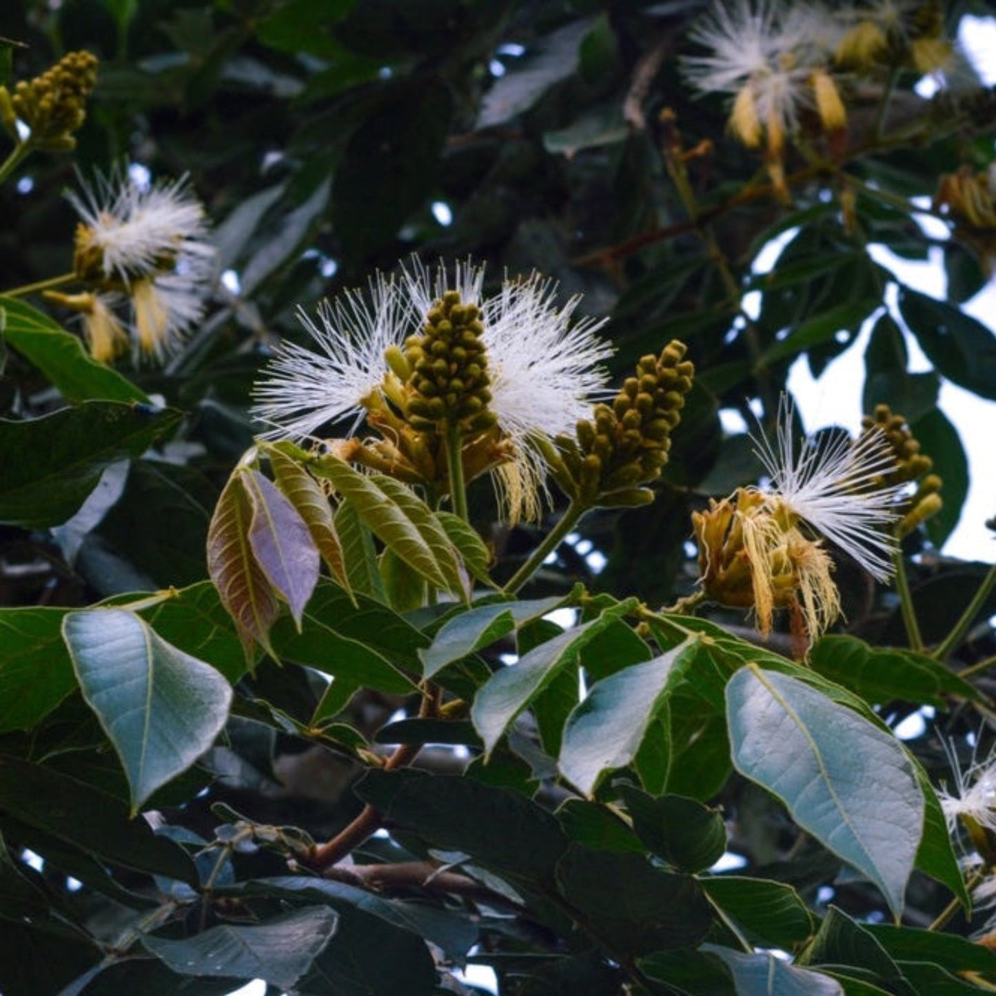 Ice Cream Bean Tree plant with green leaves and white bottlebrush blossoms Live Good Logistics on Tampa Home & Garden Store