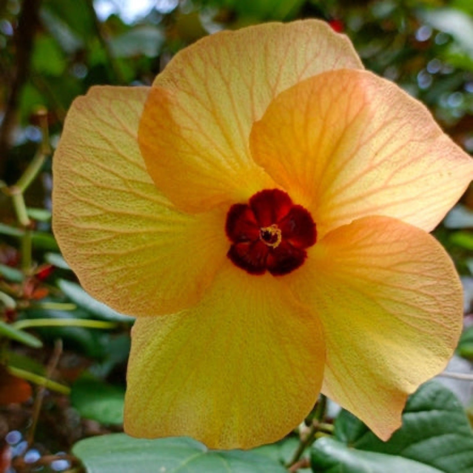 Variegated hibiscus bloom yellow-orange petals with red center, Live Good Logistics plant on Tampa Home & Garden Store