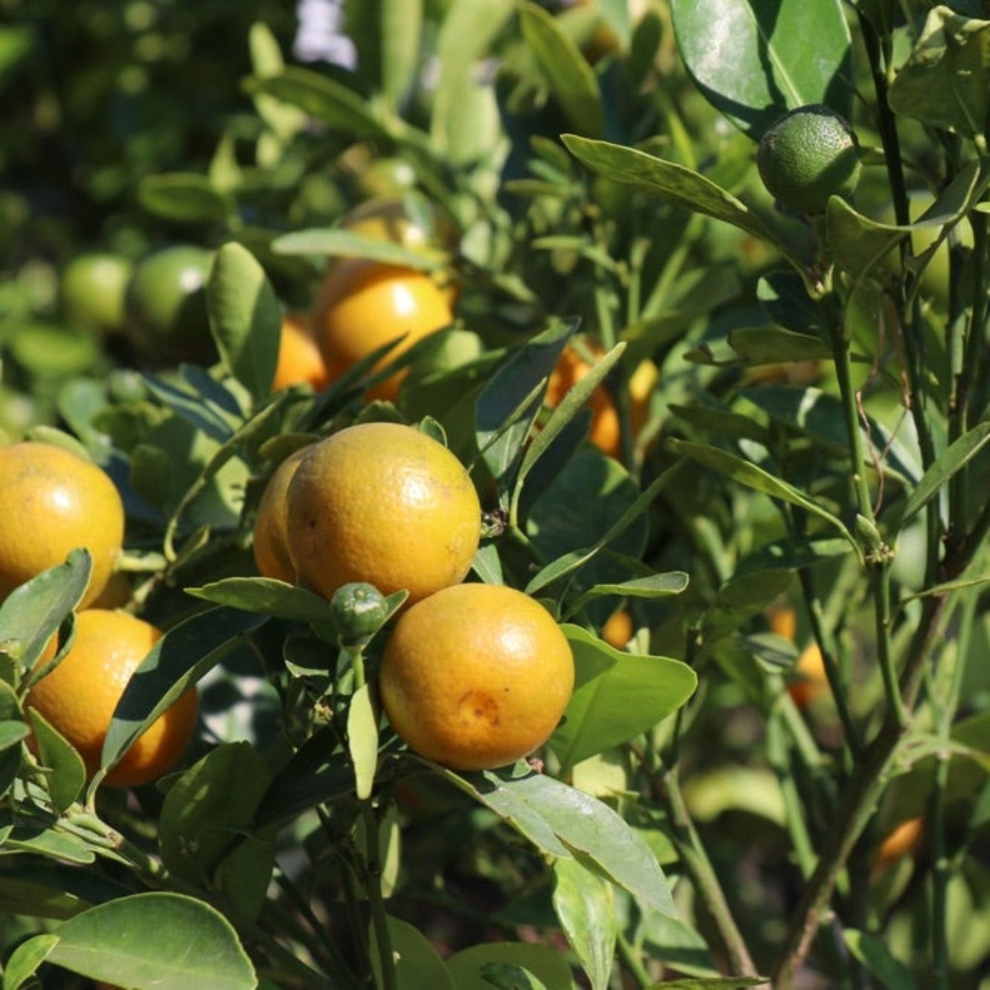 Westin Orange Tree with oranges on leaves, indoor outdoor plant from Live Good Logistics on Tampa Home & Garden Store