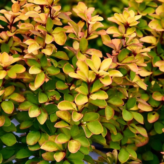 Sunjoy Gold Pillar Barberry plant with variegated yellow-green leaves, compact shrub on Tampa Home & Garden Store