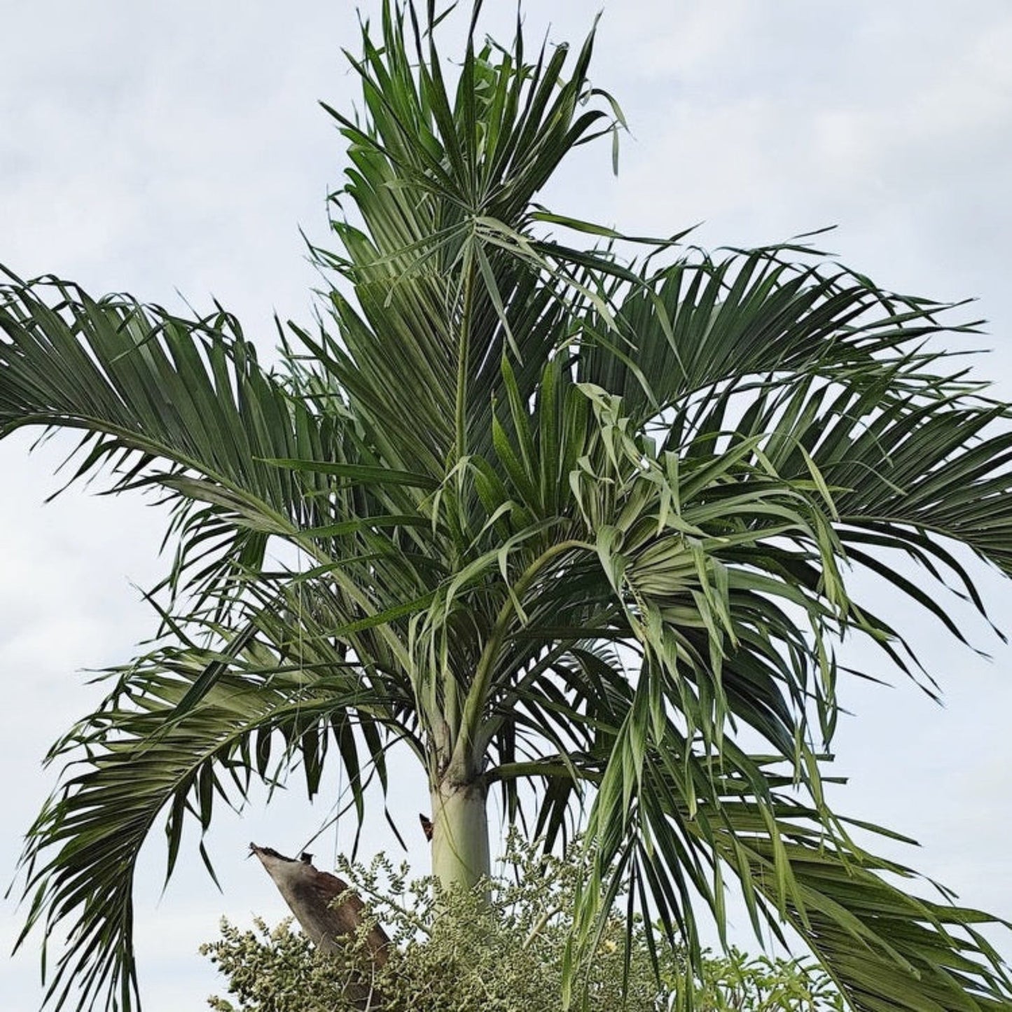 Christmas Palm Tree outdoor plant with long green fronds on Tampa Home & Garden Store