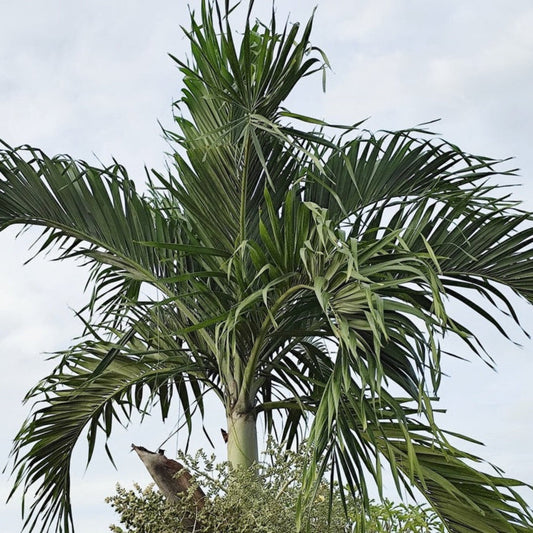 Christmas Palm Tree outdoor plant with long green fronds on Tampa Home & Garden Store