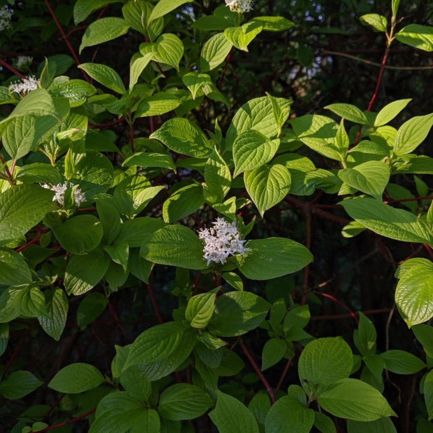 Arctic Fire Red Twig Dogwood plant with bright green leaves, red stems and white flower clusters on Tampa Home & Garden Store