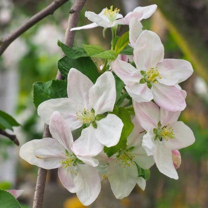Honeycrisp Apple Tree plant with pink-tinged blossoms and green leaves by Live Good Logistics on Tampa Home & Garden Store