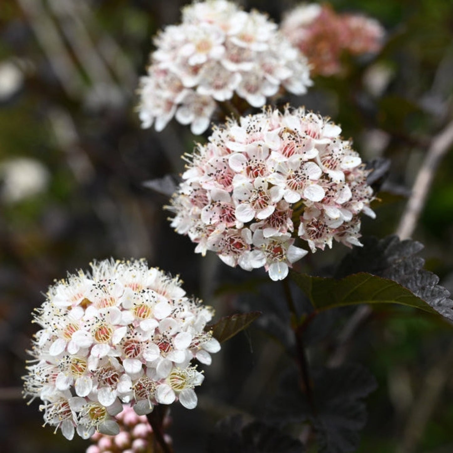 Summer Wine Ninebark plant with pink-white blossoms on clusters, Live Good Logistics on Tampa Home & Garden Store
