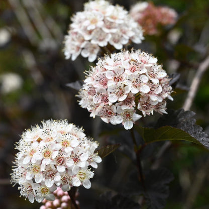 Summer Wine Ninebark plant with pink-white blossoms on clusters, Live Good Logistics on Tampa Home & Garden Store
