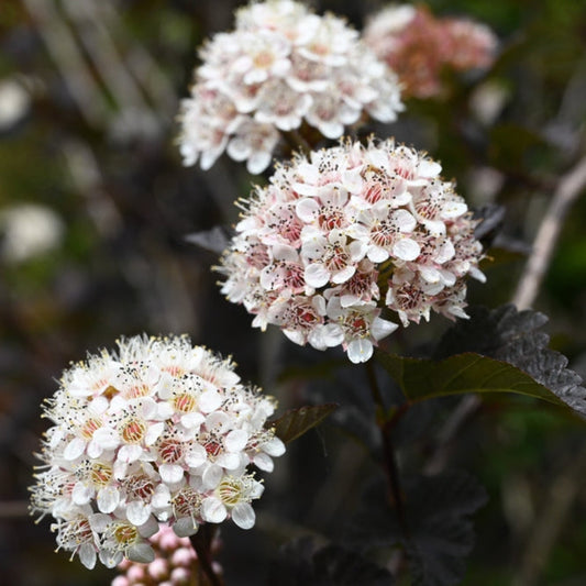 Summer Wine Ninebark plant with pink-white blossoms on clusters, Live Good Logistics on Tampa Home & Garden Store