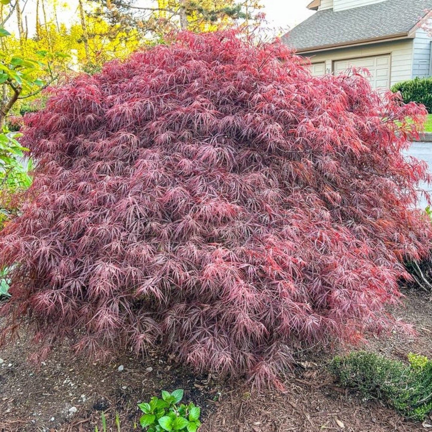 Crimson Queen Japanese Maple plant with deep red foliage outdoor shrub by house on Tampa Home & Garden Store