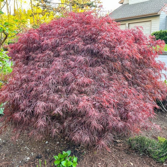 Crimson Queen Japanese Maple plant with deep red foliage outdoor shrub by house on Tampa Home & Garden Store