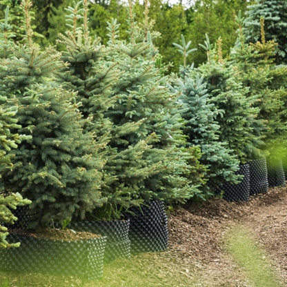 Baby Blue Eyes Spruce plant blue-green needles, compact evergreen shrub Live Good Logistics on Tampa Home & Garden Store