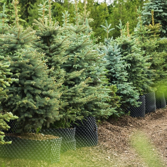 Baby Blue Eyes Spruce plant blue-green needles, compact evergreen shrub Live Good Logistics on Tampa Home & Garden Store