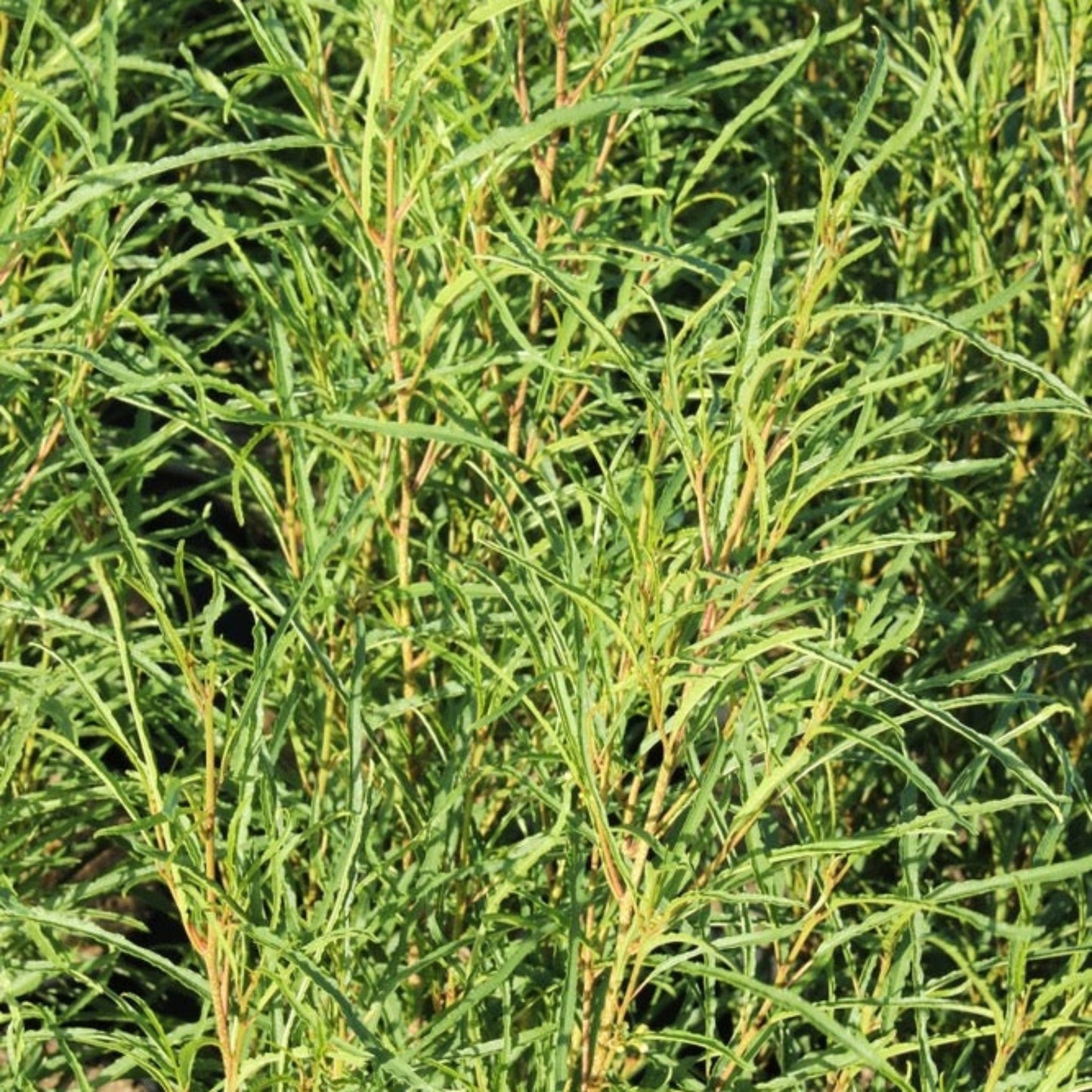Fine Line Buckthorn plant with narrow green leaves, Live Good Logistics indoor/outdoor shrub on Tampa Home & Garden Store