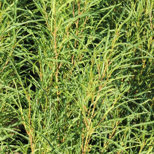 Fine Line Buckthorn plant with narrow green leaves, Live Good Logistics indoor/outdoor shrub on Tampa Home & Garden Store