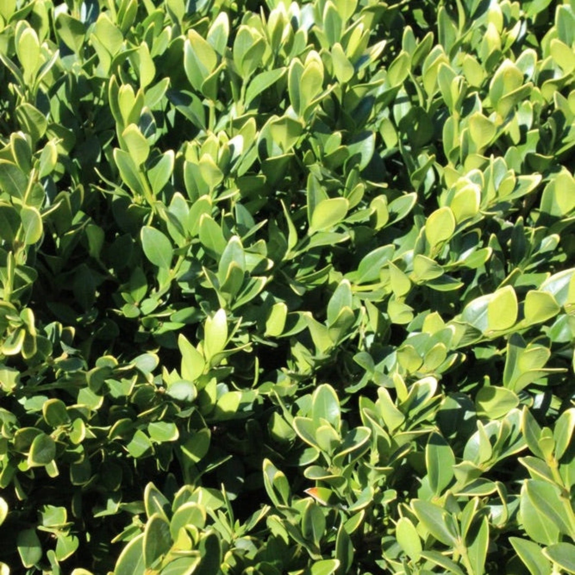 Green Velvet Boxwood plant with dense glossy green leaves on Tampa Home & Garden Store