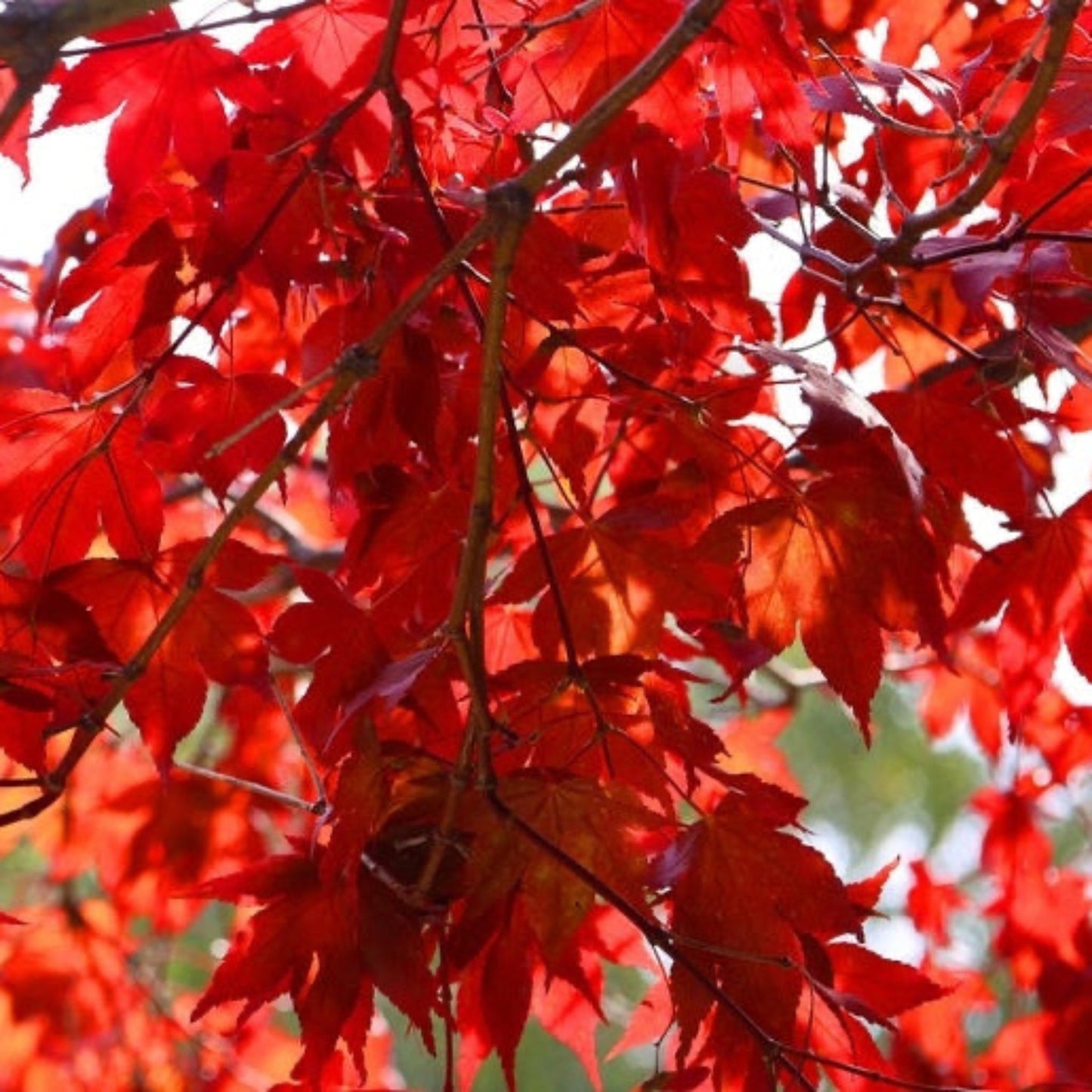 Emperor Japanese Maple plant with vivid red foliage ornamental outdoor accent on Tampa Home & Garden Store
