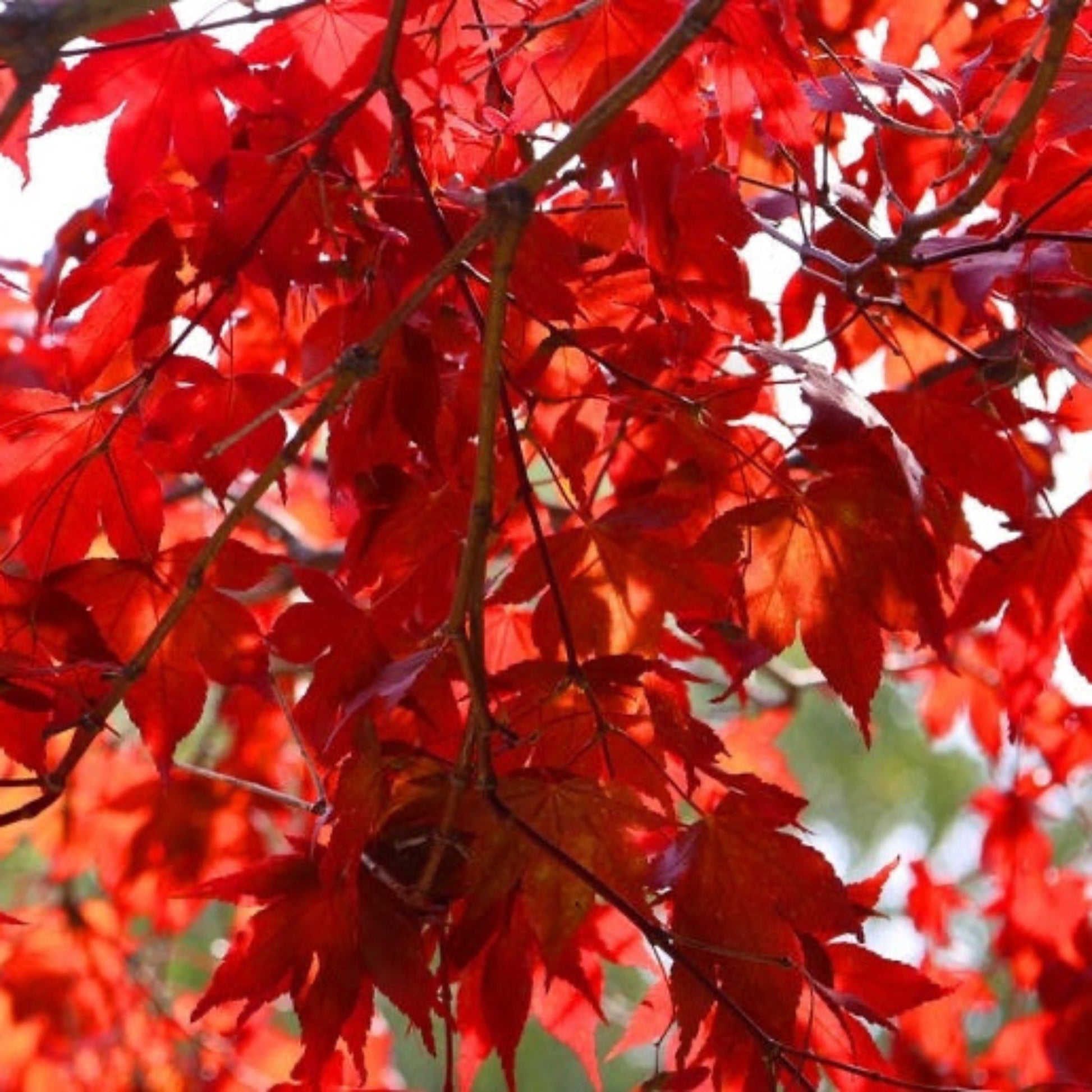 Emperor Japanese Maple plant with vivid red foliage ornamental outdoor accent on Tampa Home & Garden Store