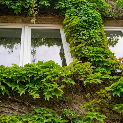 Boston Ivy plant climbing a wall around a window with dense green leaves on Tampa Home & Garden Store