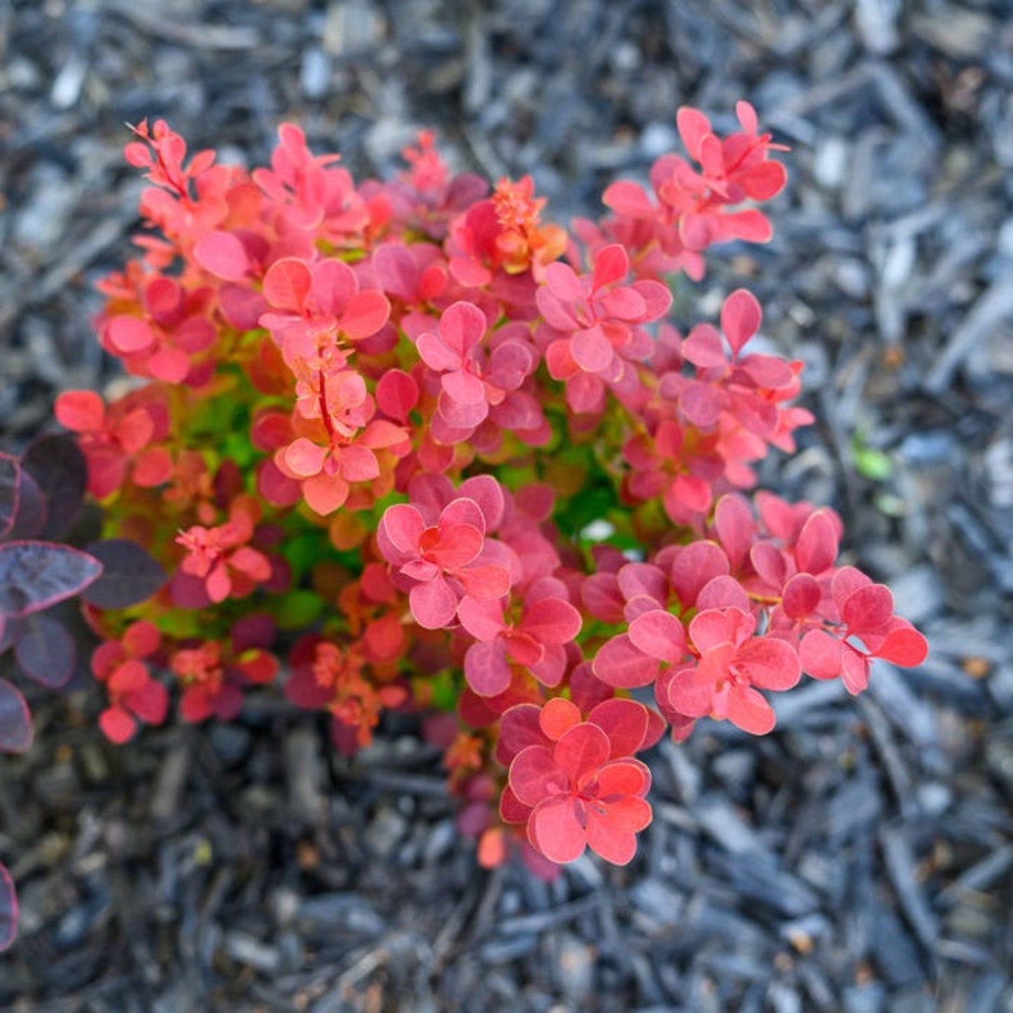 Orange Rocket Barberry plant with coral-orange leaves by Live Good Logistics on Tampa Home & Garden Store
