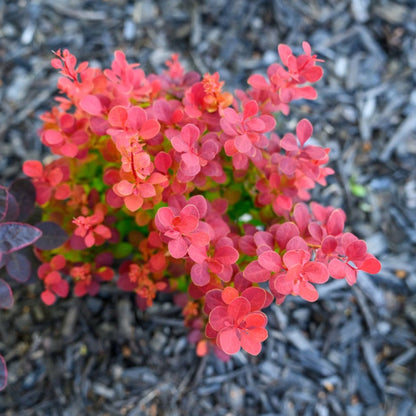 Orange Rocket Barberry plant with coral-orange leaves by Live Good Logistics on Tampa Home & Garden Store