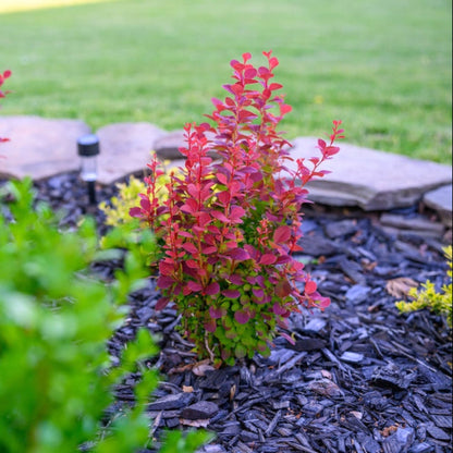 Orange Rocket Barberry plant with orange-red foliage in a mulch bed on Tampa Home & Garden Store
