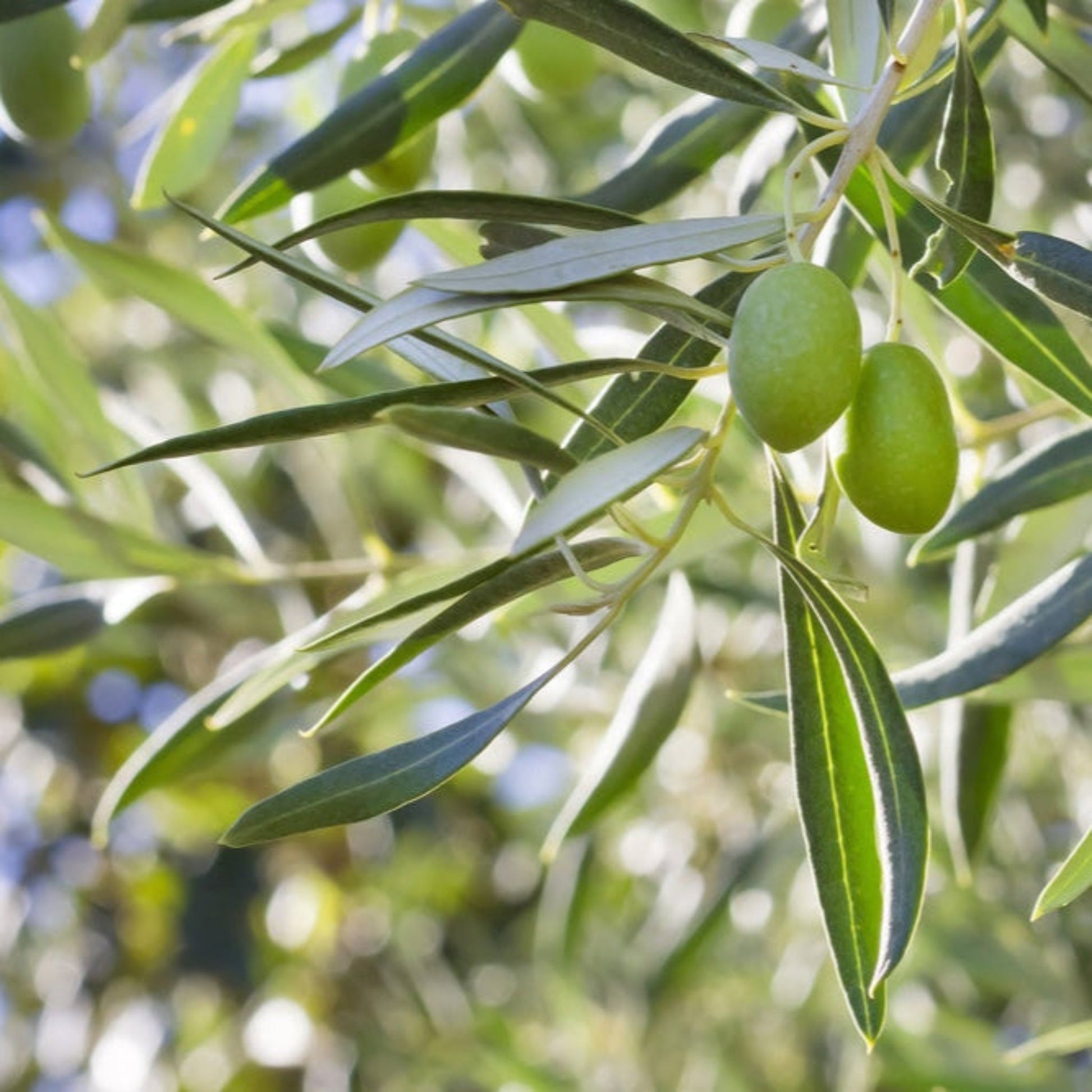 Arbequina olive tree plant with slender grey-green leaves and green olives, Live Good Logistics on Tampa Home & Garden Store