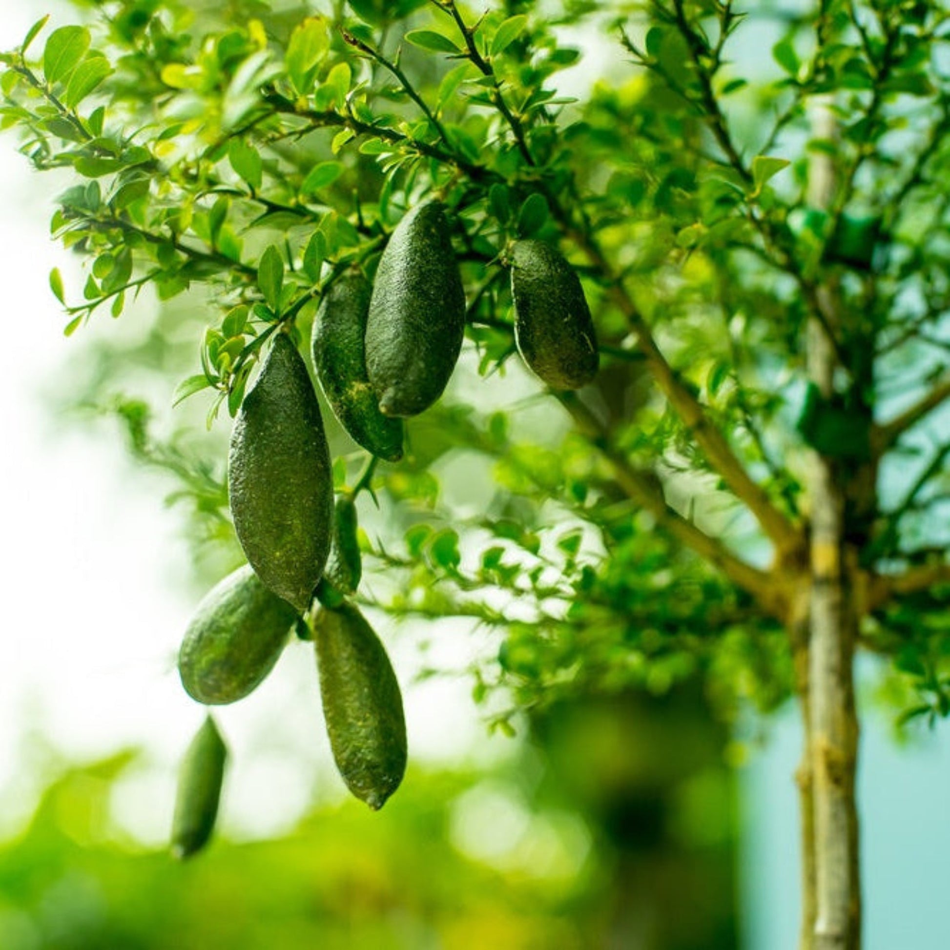 Australian Finger Lime Tree plant with dark green finger-limes hanging among glossy green leaves on Tampa Home & Garden Store