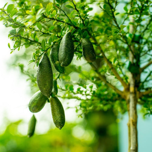 Australian Finger Lime Tree plant with dark green finger-limes hanging among glossy green leaves on Tampa Home & Garden Store
