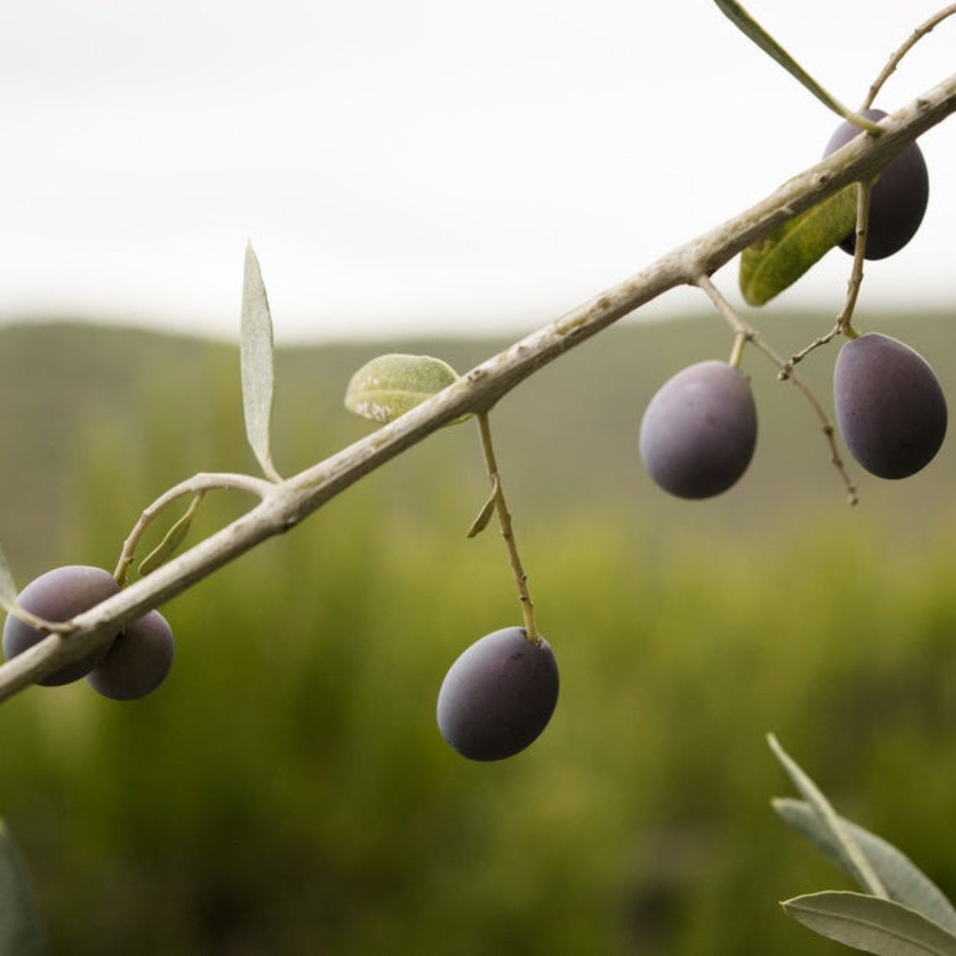 Frantoio olive tree plant with dark purple olives on branches by Live Good Logistics on Tampa Home & Garden Store