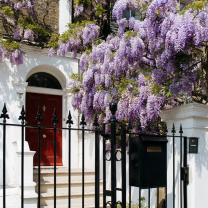 Blue Moon Wisteria plant with cascading purple blooms on a white facade Live Good Logistics on Tampa Home & Garden Store