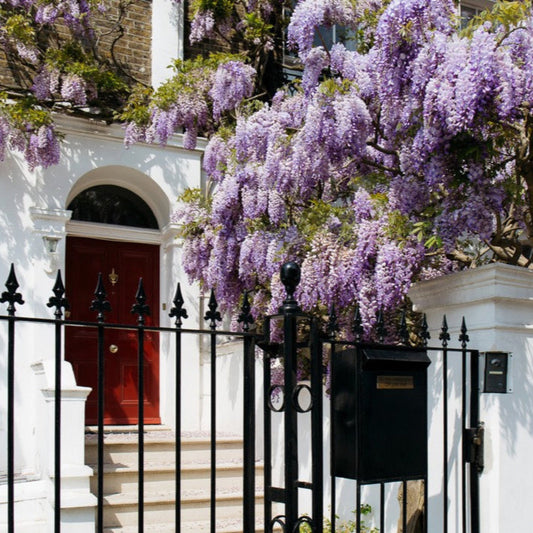 Blue Moon Wisteria plant with cascading purple blooms on a white facade Live Good Logistics on Tampa Home & Garden Store