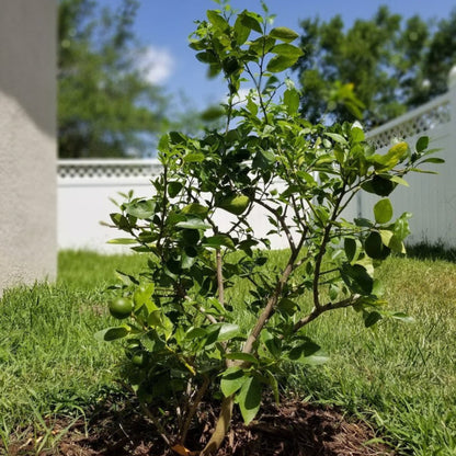 Key Lime Tree (CA) with glossy green leaves and visible limes in sunny outdoor yard on Tampa Home & Garden Store