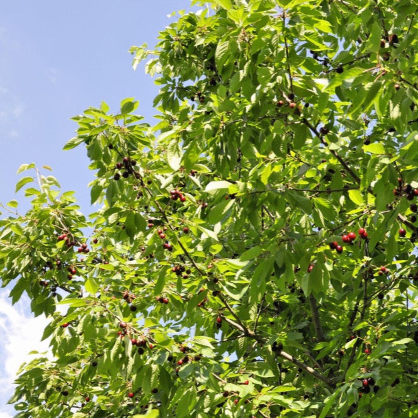 Live Bing Cherry Tree Sweet Fruit Variety